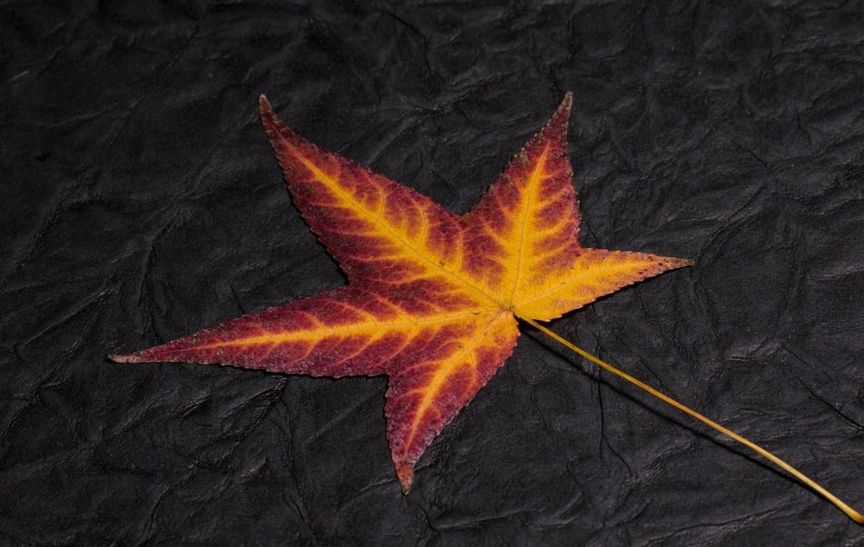 Leaf Foliage Leaf Colorful