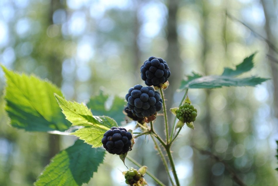 Berry Blackberry Forest Leaves