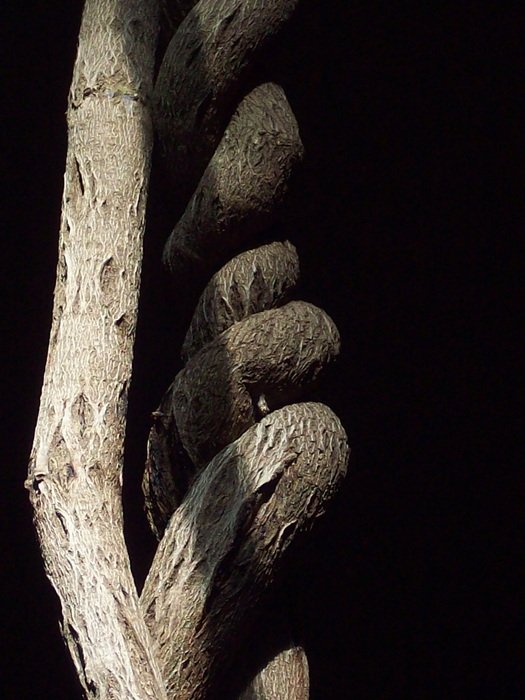 Nature Tree Branch