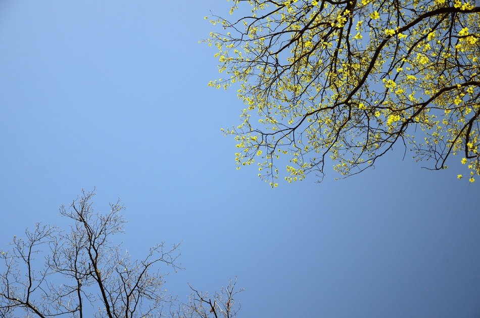 Spring Tree Wallpaper Background