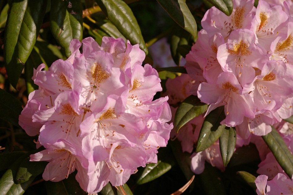 wallpaper with pink rhododendron flowers