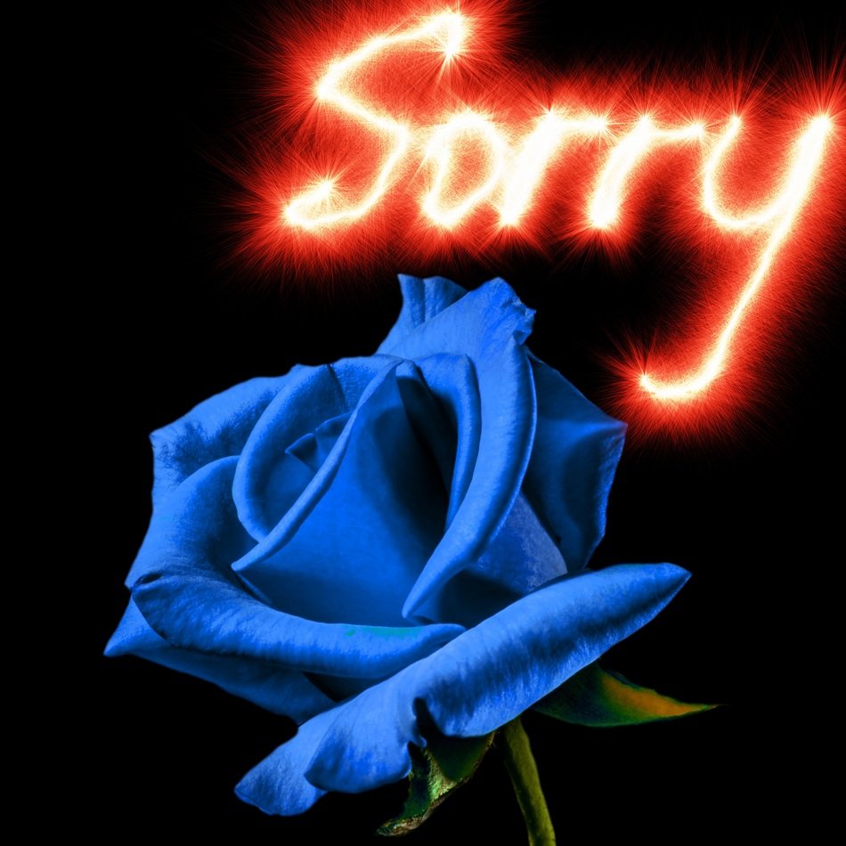 blue rose on black background sorry