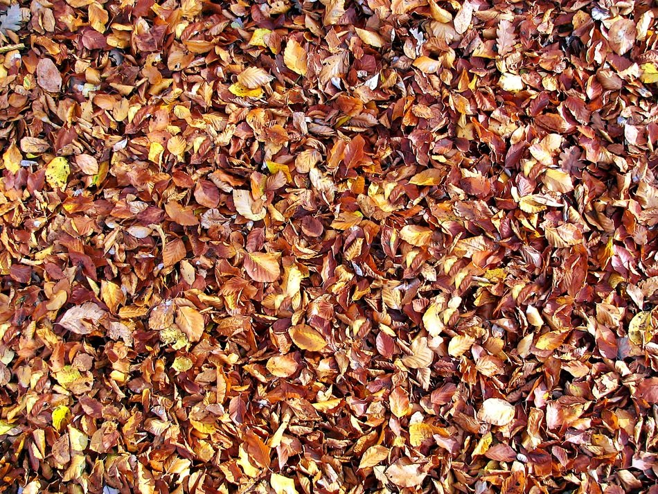 The Background Foliage Autumn