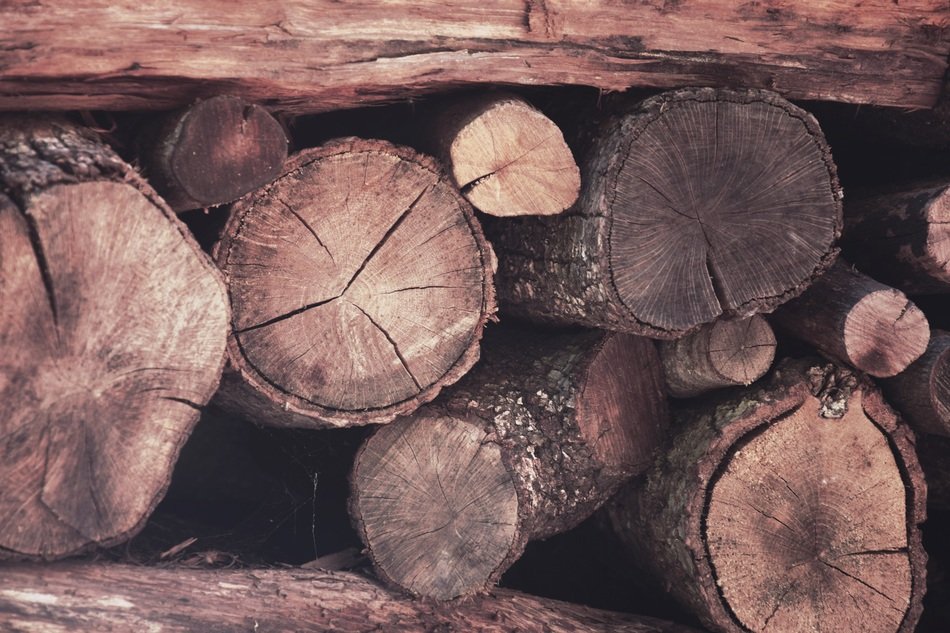 Wood Trunks Autumn Spring