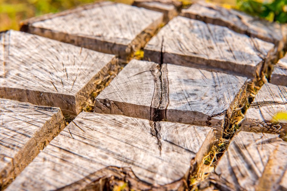 tree stump divided into squares