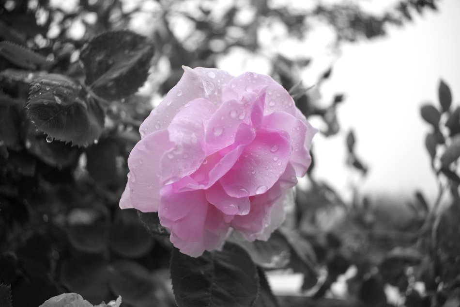 Black And White Closeup Flower