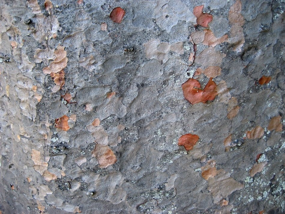 Tree Bark Silver Color Background