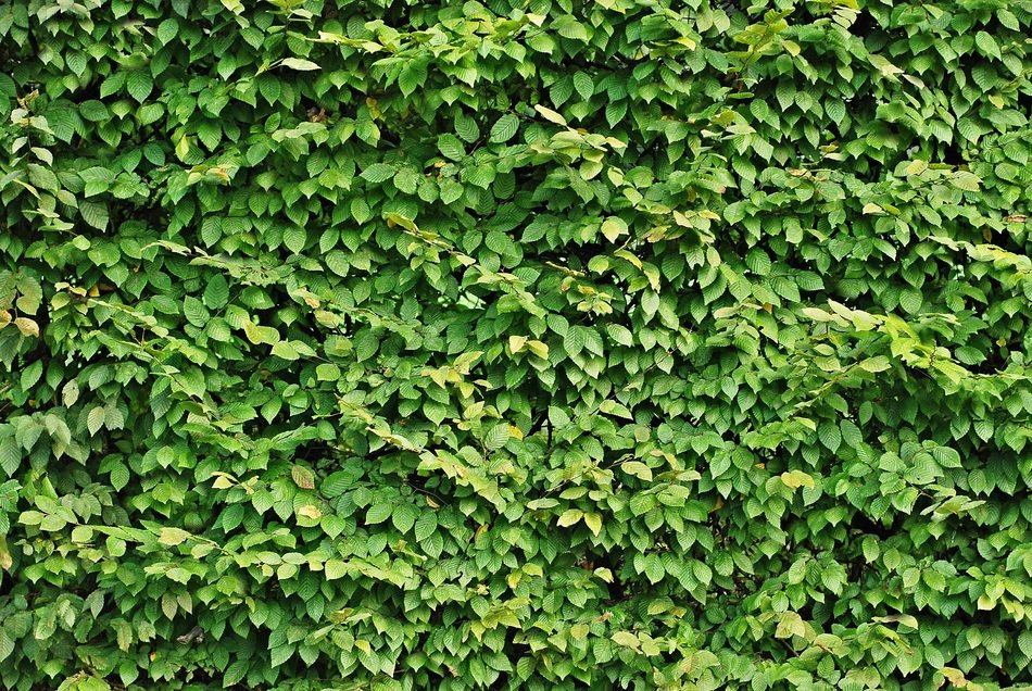 Hedge Foliage Texture Green