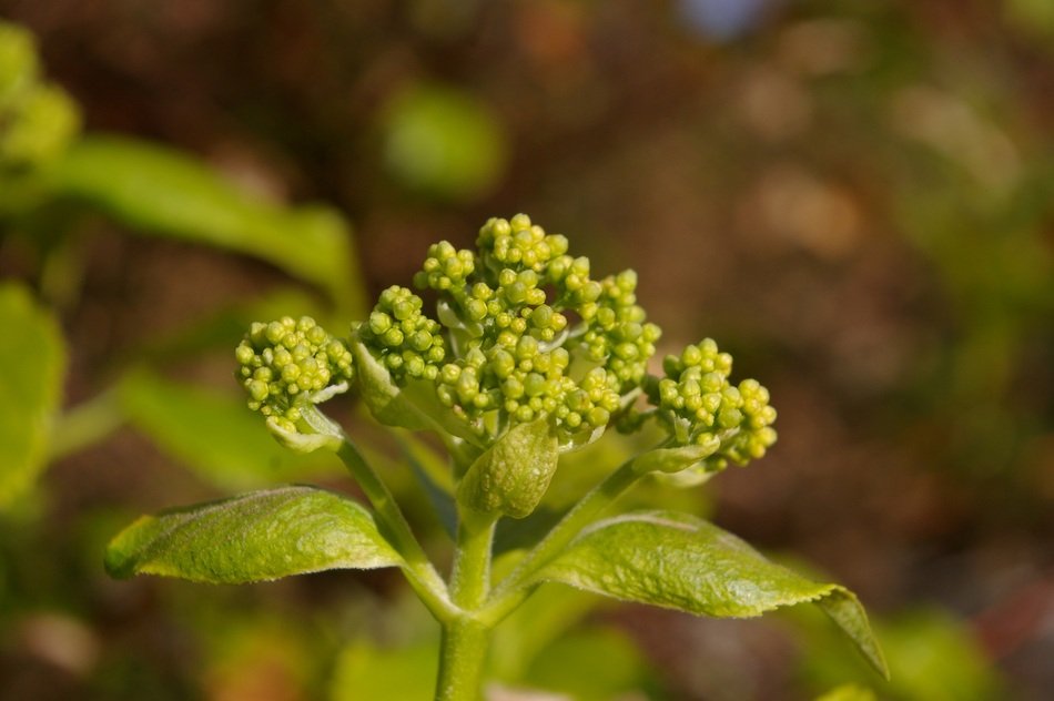 Spring Garden Plant Nature