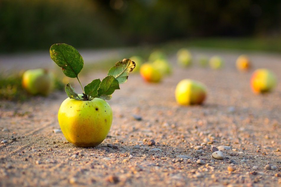 Apple Road Bokeh Countryside