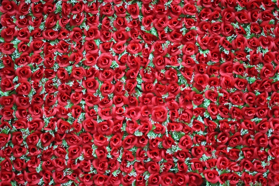 Rose Flower Roses Mode