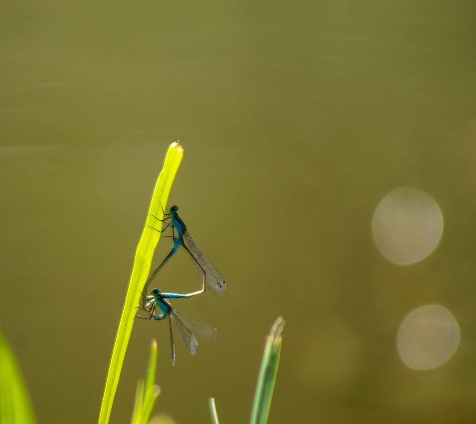 Dragonfly Dragonfly Mating Mating