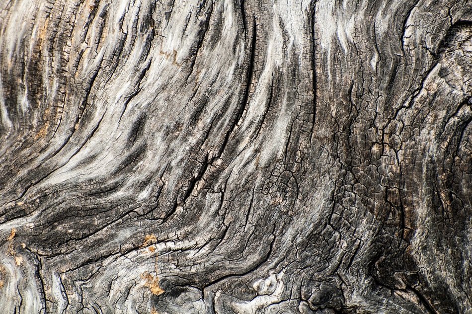 Tree Bark Wood Texture Background