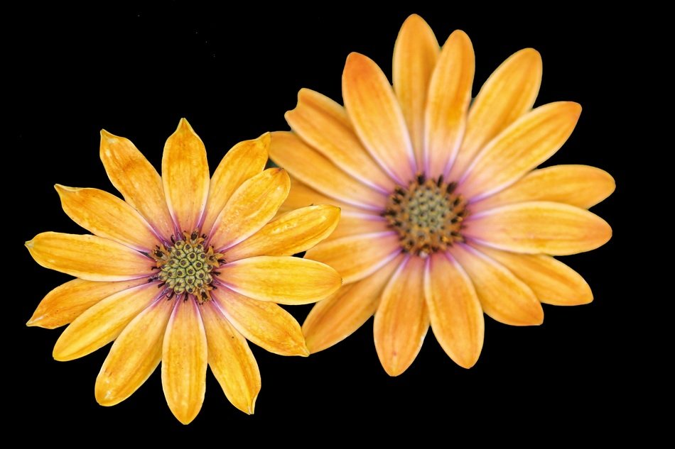 Mageritenbl&uuml;te Yellow