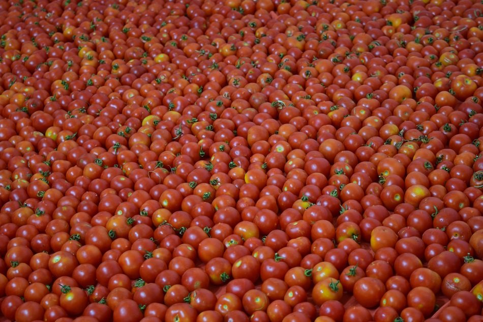 Background Tomatoes Red Ripe