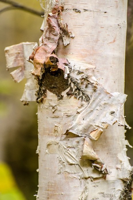 peeling birch tree bark