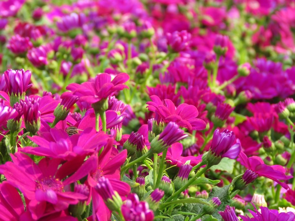 Flowers Pink Purple Plant