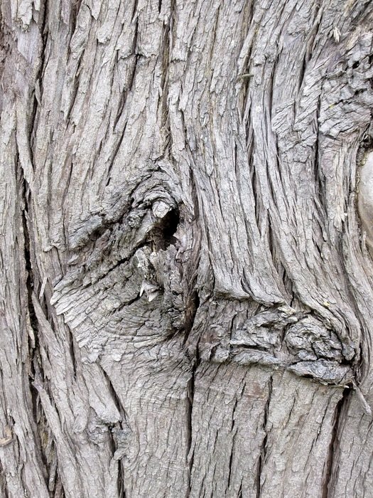 Tree Bark Nature Forest Trunk