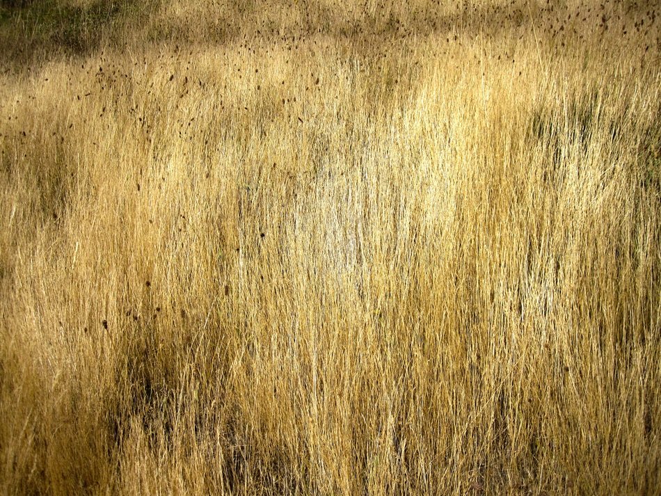 Grassland Texture Patagonia