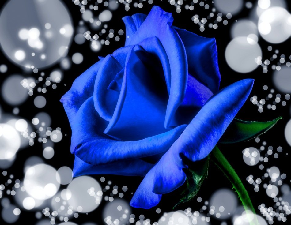 Blue Rose Rose Rose Bloom