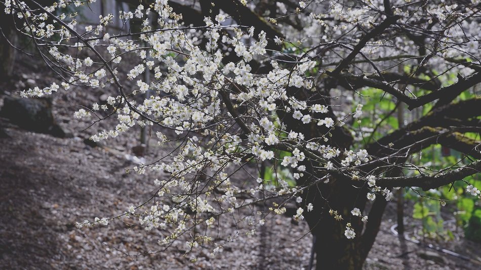 Plum Blossom Flower Context