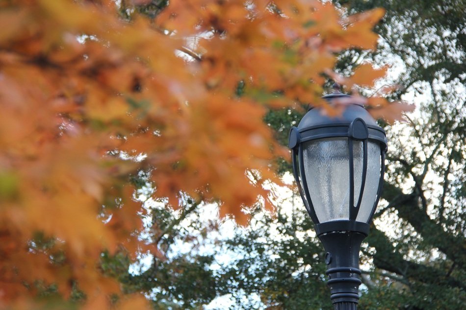 Fall Leaves Co Autumn
