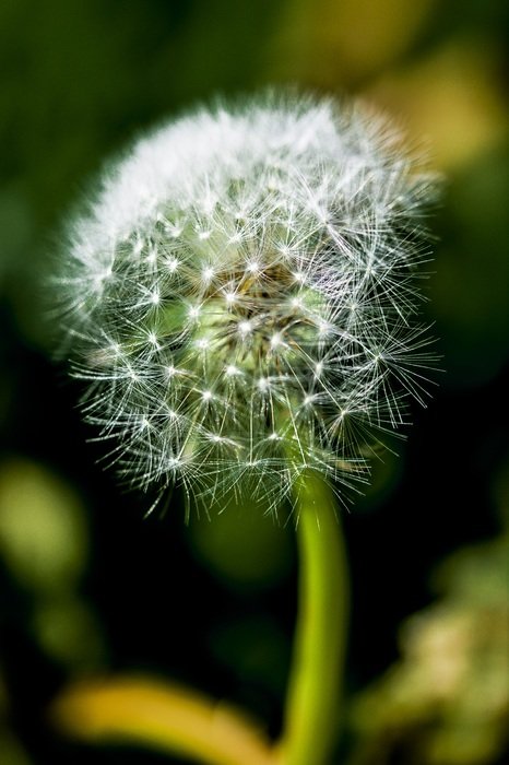 Dandelion Impression Blur Flower