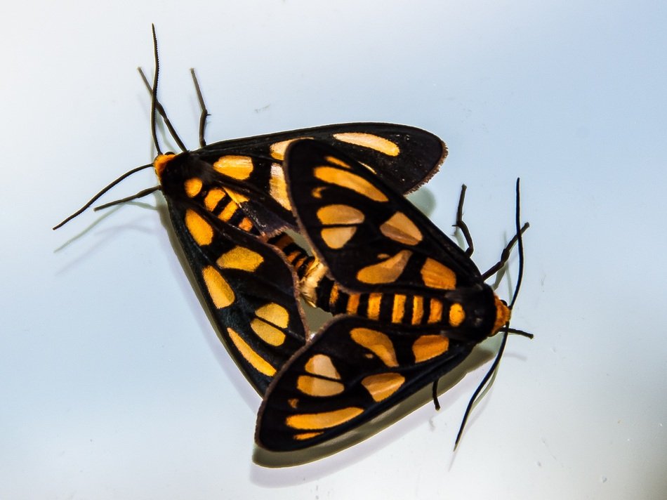 Moths Tiger Moth