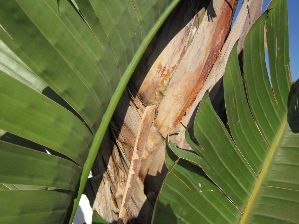 Close Background Banana Shrub