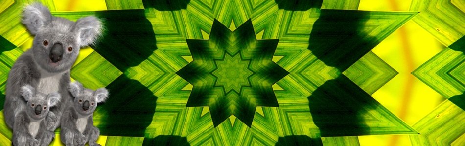 Banner Header Koala Pattern