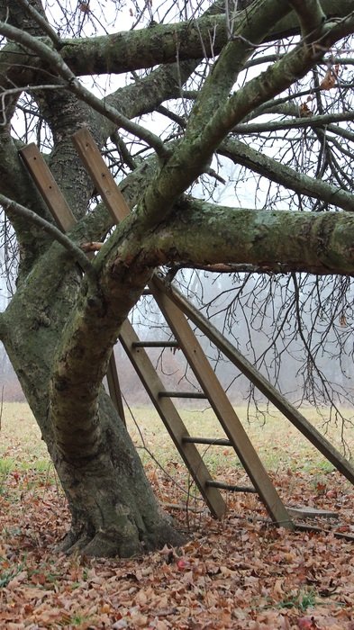 Tree Nature Ladder Apple