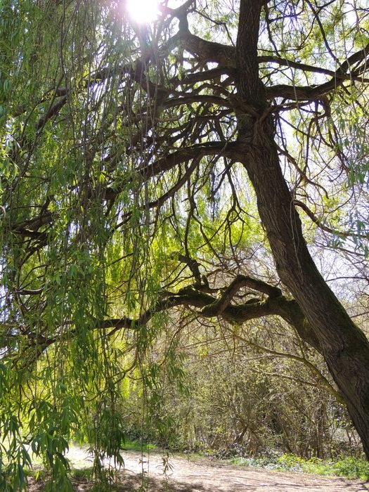 Willow Tree Sunlight Willow Tree