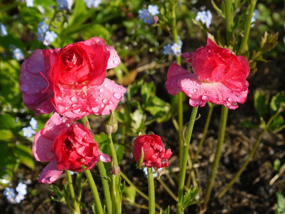 Flowers Background Red Floral