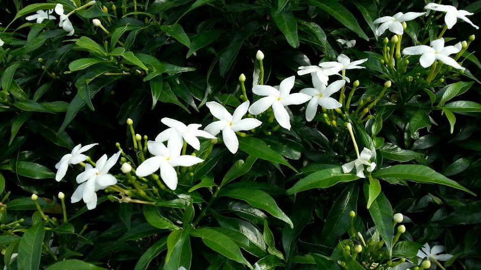 White Flowers Jasmine Star