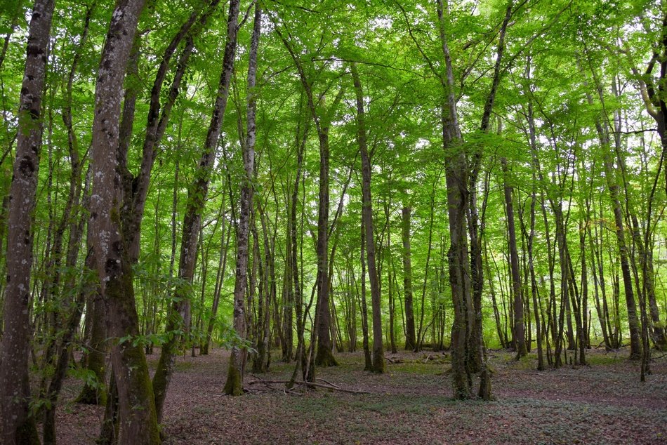 Forest Background Green