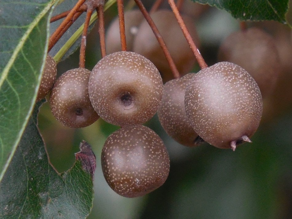 Ornamental Pear Fruit Sweet