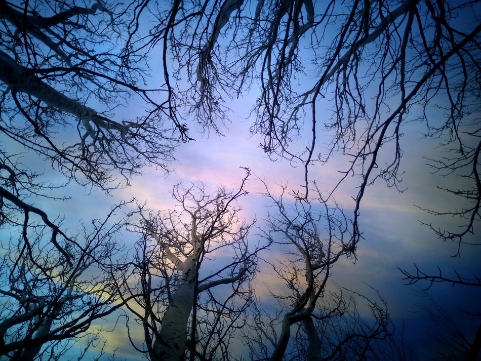 Trees Branches Heaven Sunset