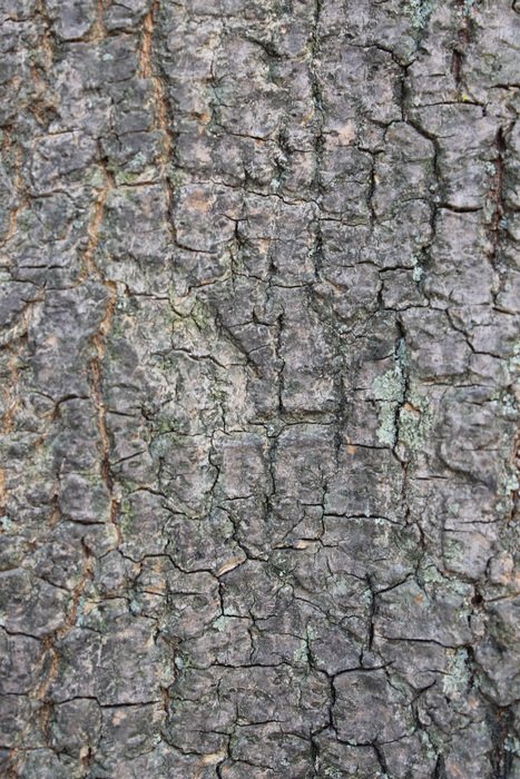 Tree Bark Trunk Tree Bark Wood
