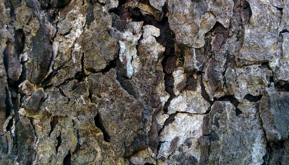 Wood Texture Pattern Wood Grain