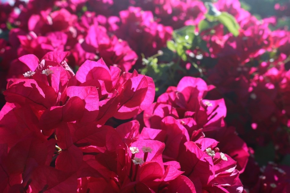 Pink Flowers Background Tropical