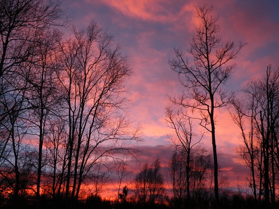 Sunrise Pink Trees Sky Nature