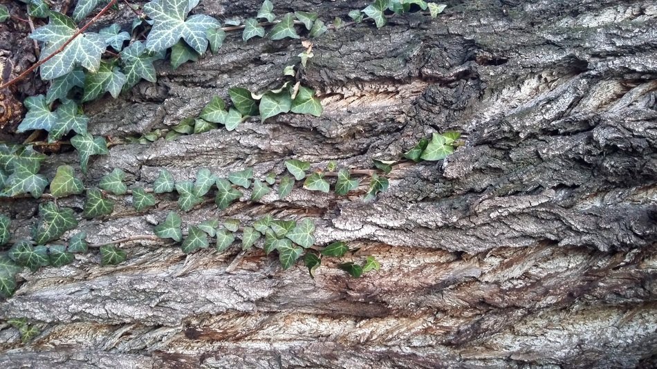 Ivy Tree The Bark Of The Tree