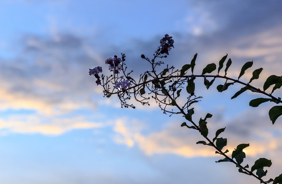 Spring Springtime Plant Tree