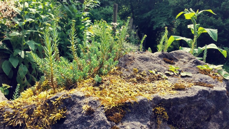 Background Nature Stone Micro