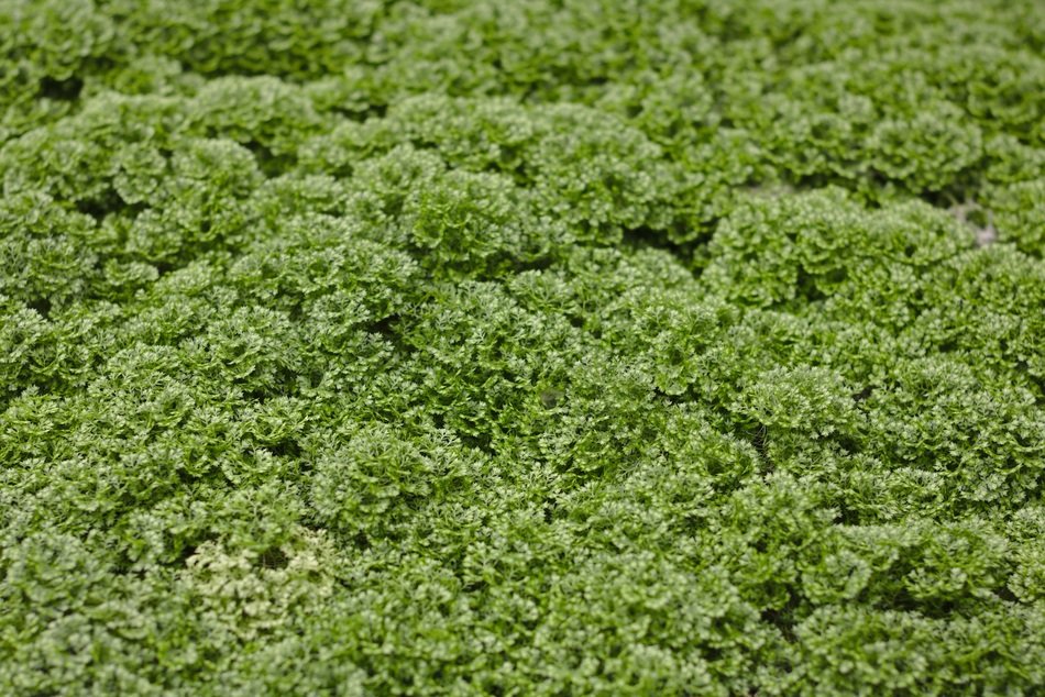 Moss Selaginella Apoda