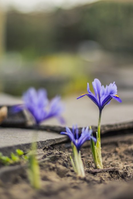 Irises Plan Flower