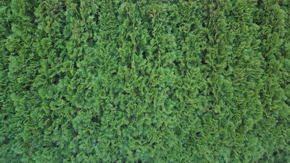 Hedge Texture Green Pattern