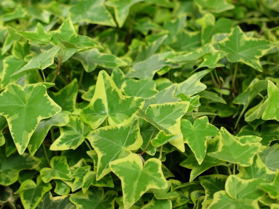 Ivy Green Plant Nature Green