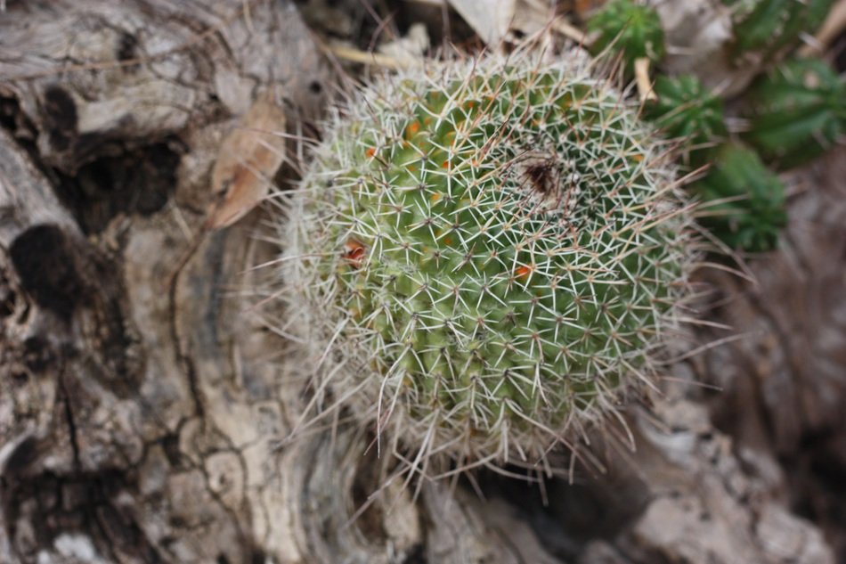 Cactus Plant Green Skewers