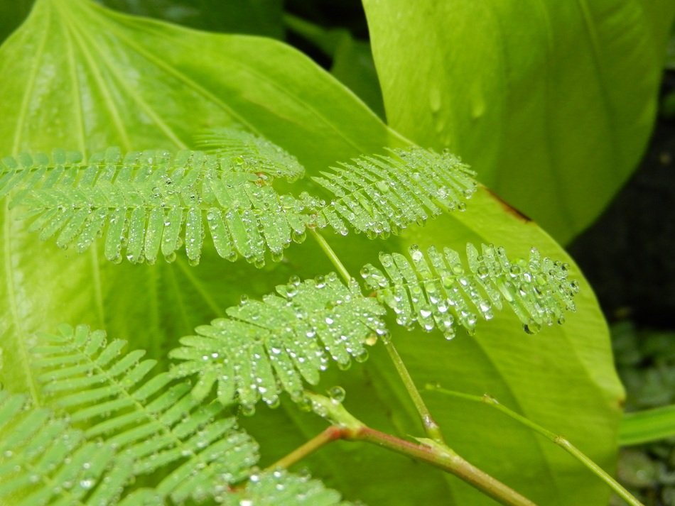 Polypody Fern Foliage Leaf